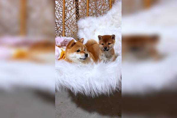 蘑菇视频 - 萌宠日常分享